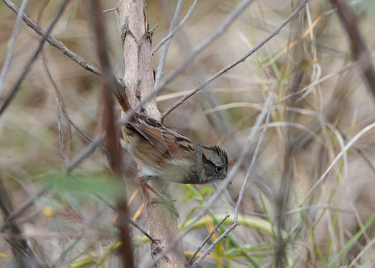 ヌマウタスズメ - ML613273849