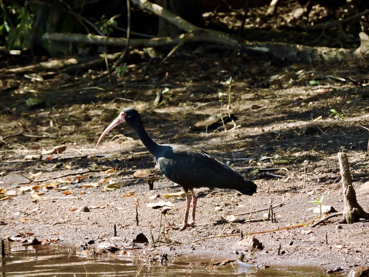 ibis tmavý - ML613273862