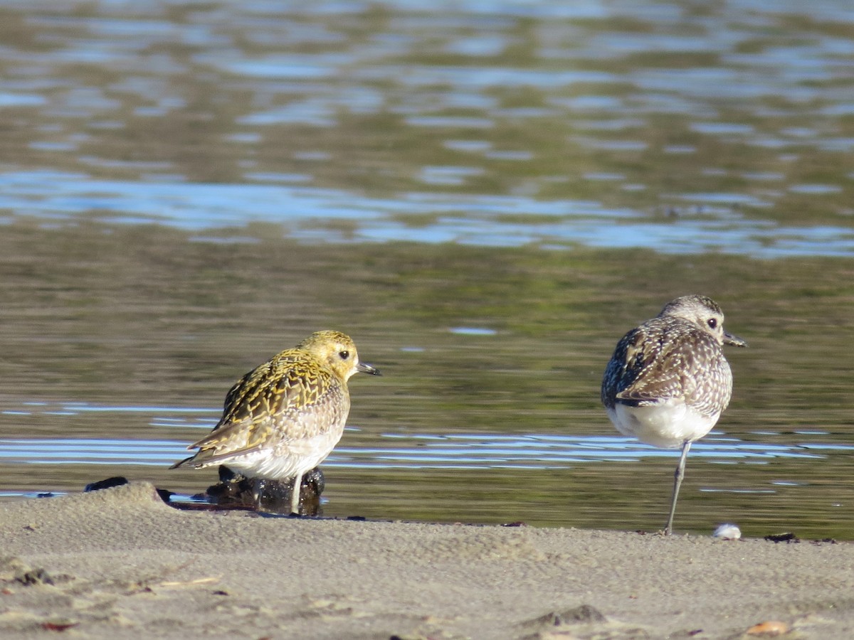 Chorlito Dorado Siberiano - ML613273893