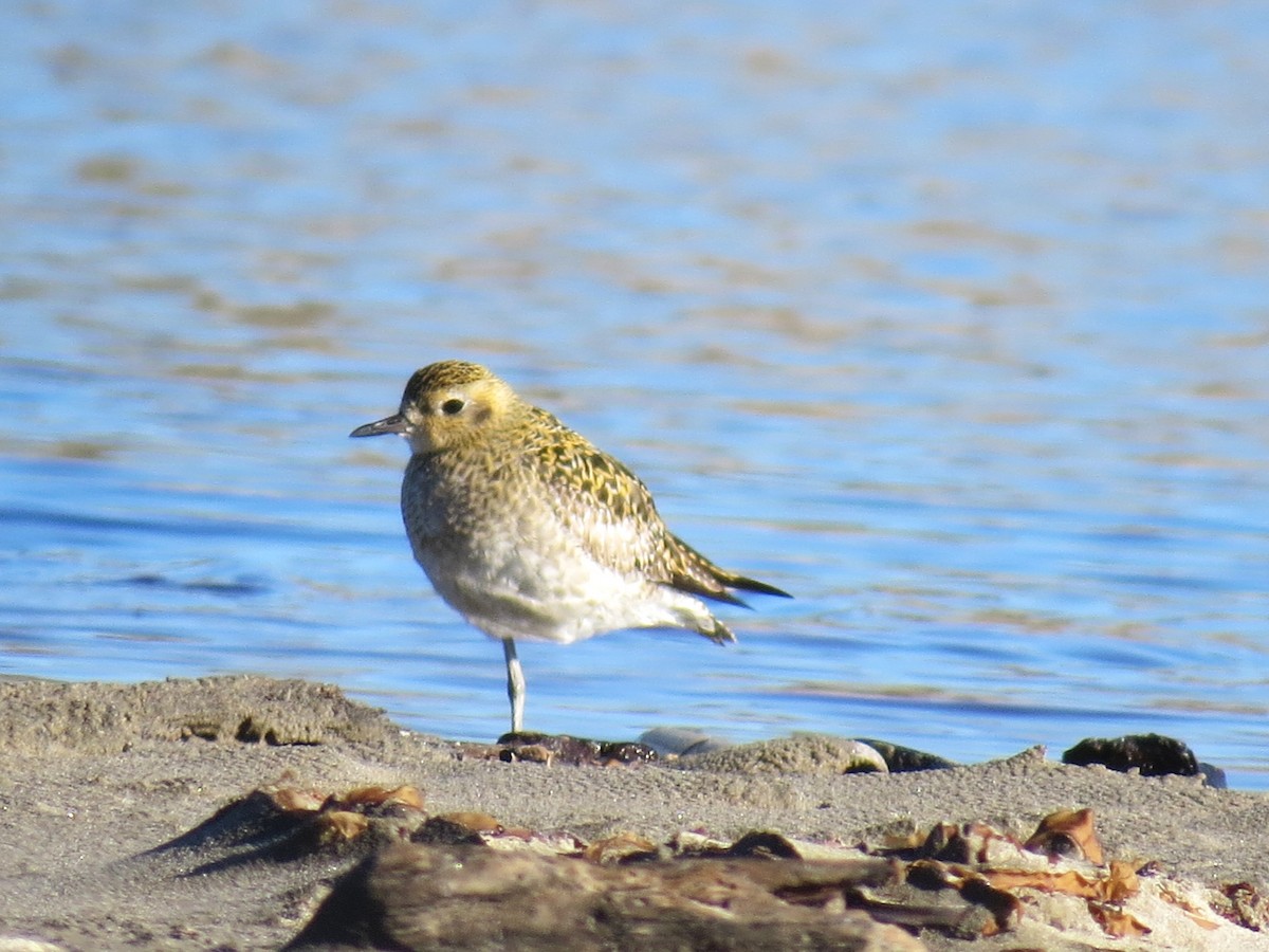 Pacific Golden-Plover - Armando Aispuro