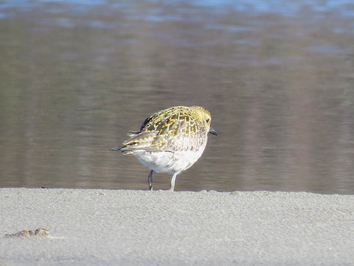 Pacific Golden-Plover - ML613273896