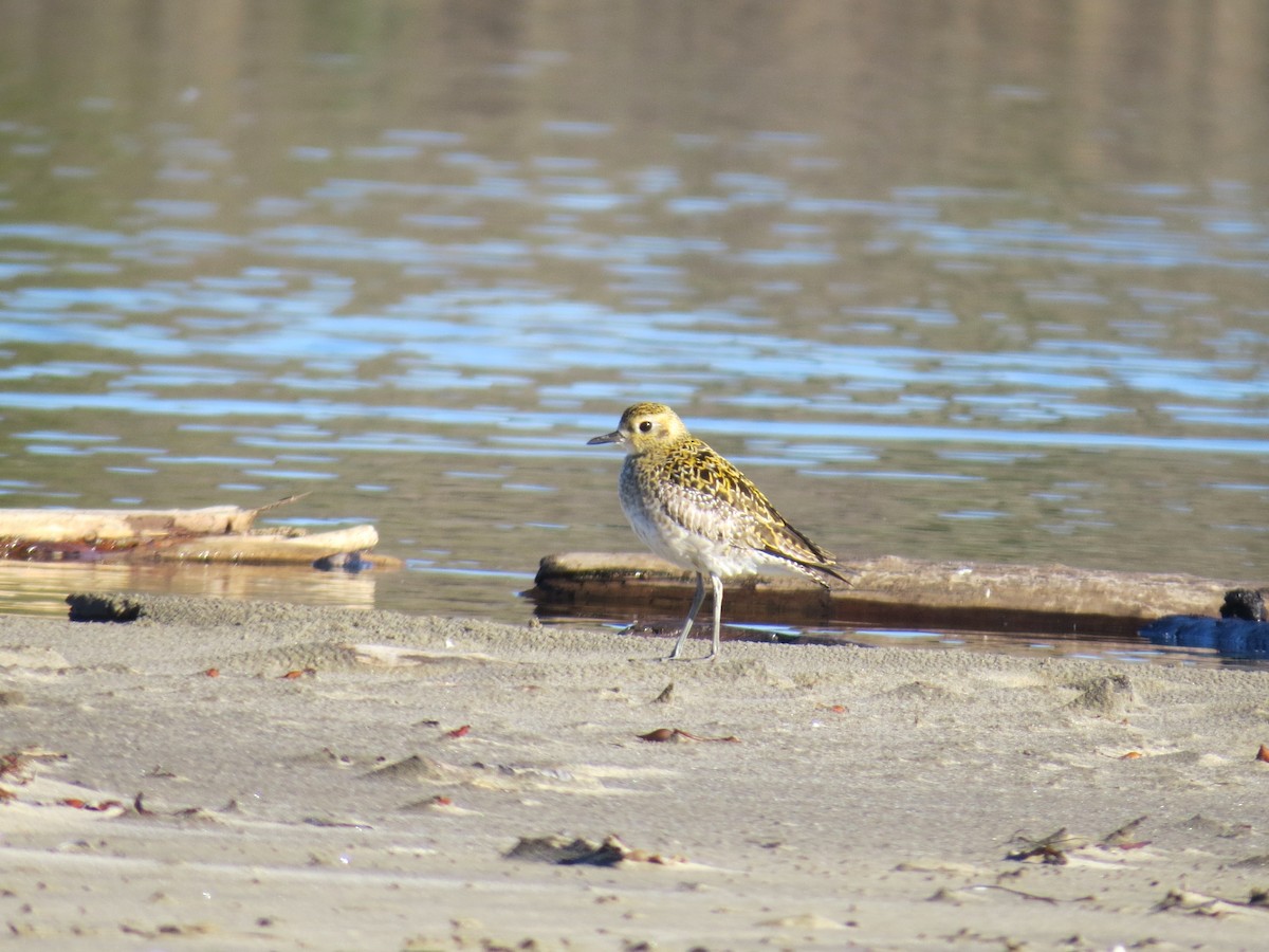 Pacific Golden-Plover - ML613273898