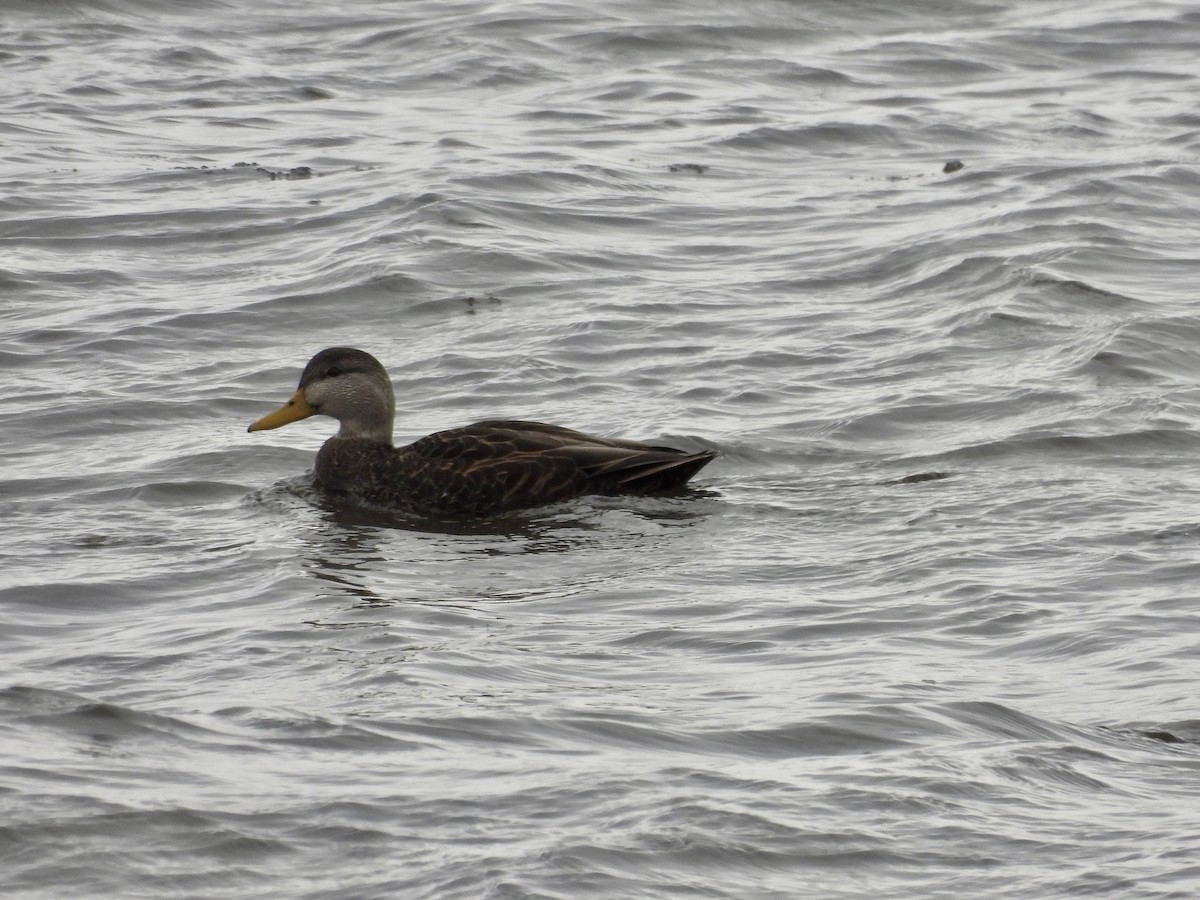 American Black Duck - ML613274110