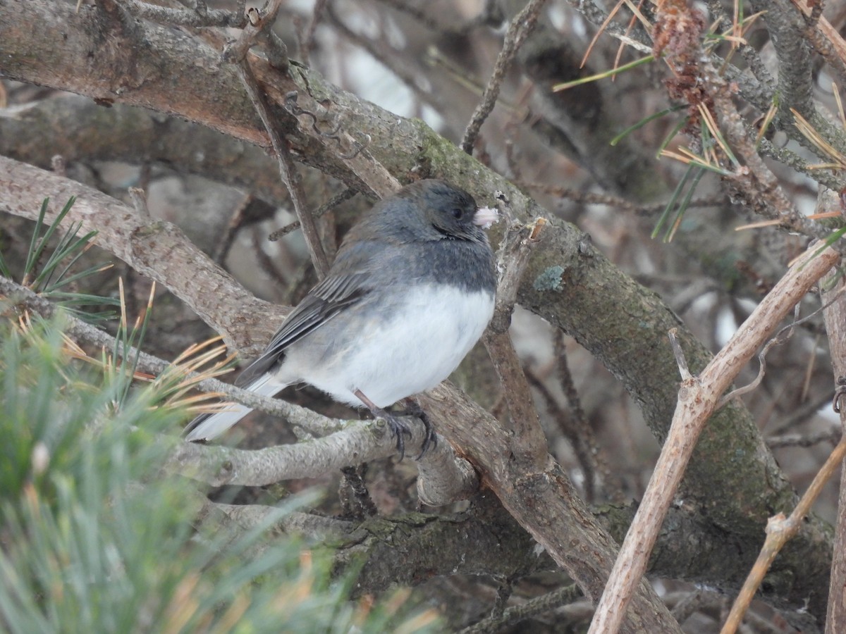 Dark-eyed Junco - ML613274135