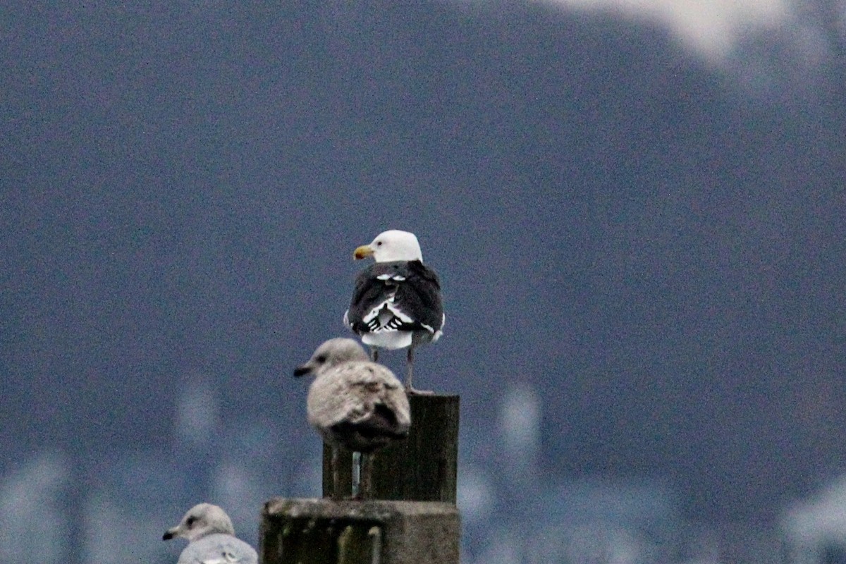 Great Black-backed Gull - ML613274193