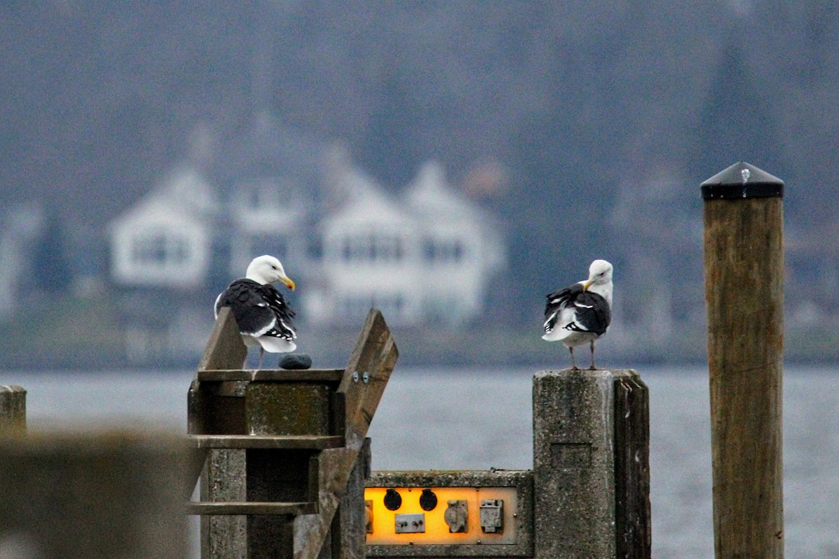 Great Black-backed Gull - ML613274194