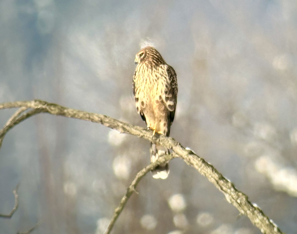 Northern Harrier - ML613274258