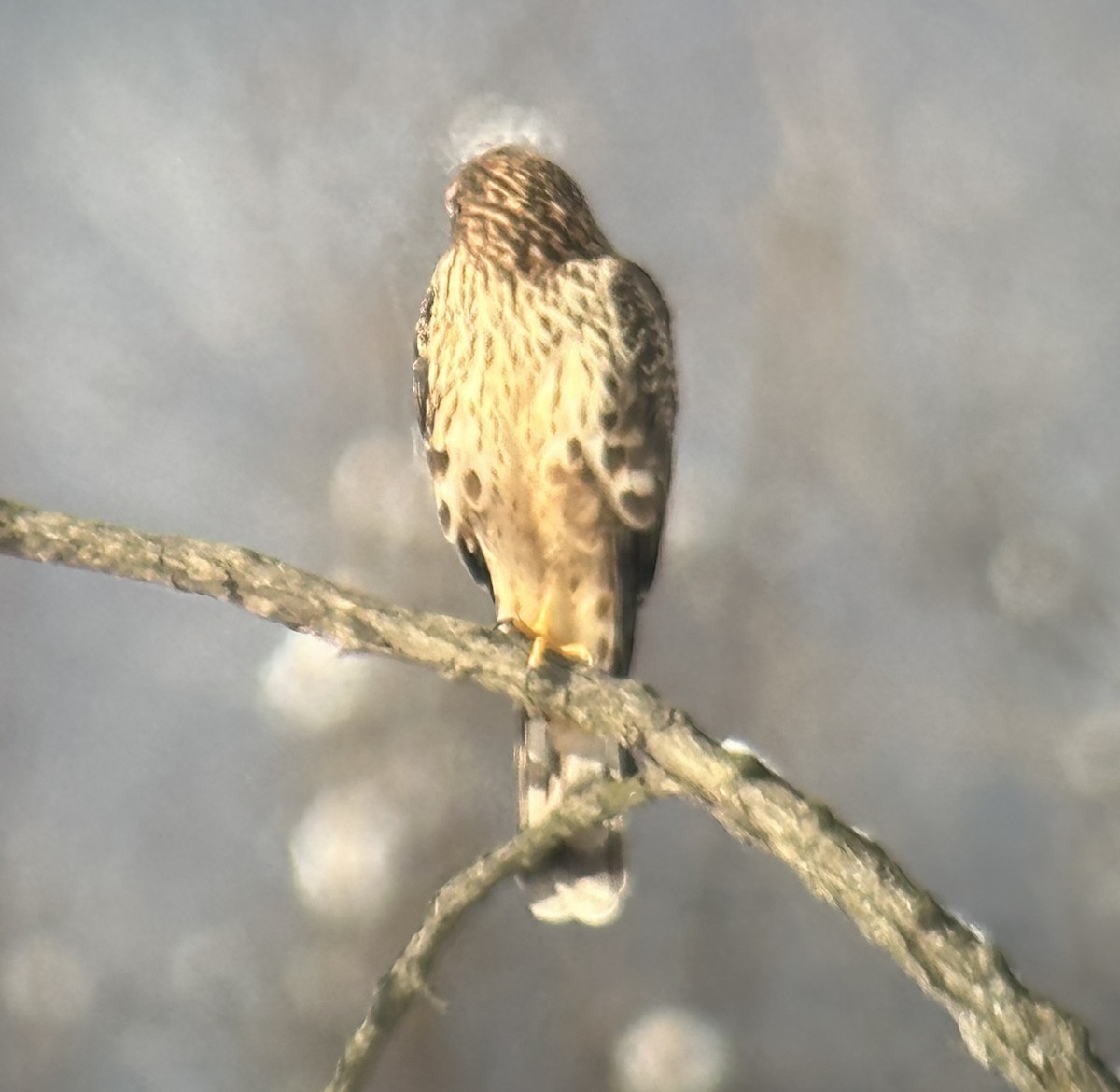 Northern Harrier - ML613274259