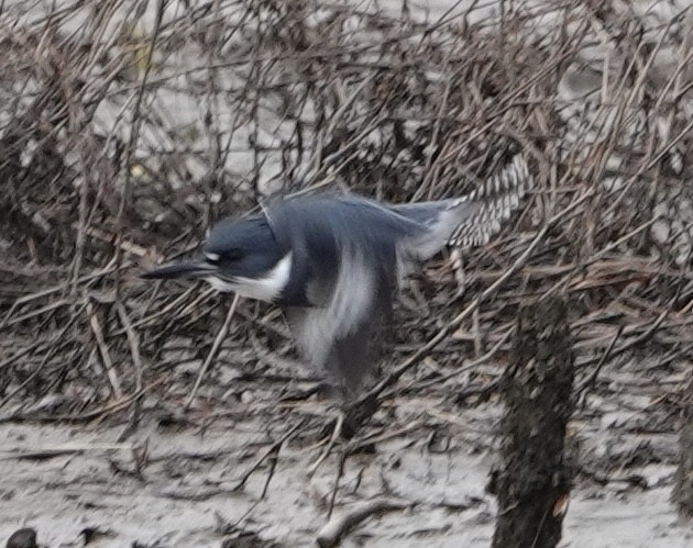 Belted Kingfisher - ML613274283