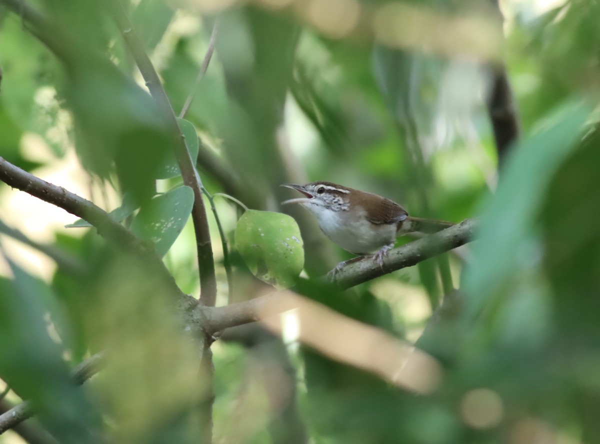 Antioquia Wren - ML613274294