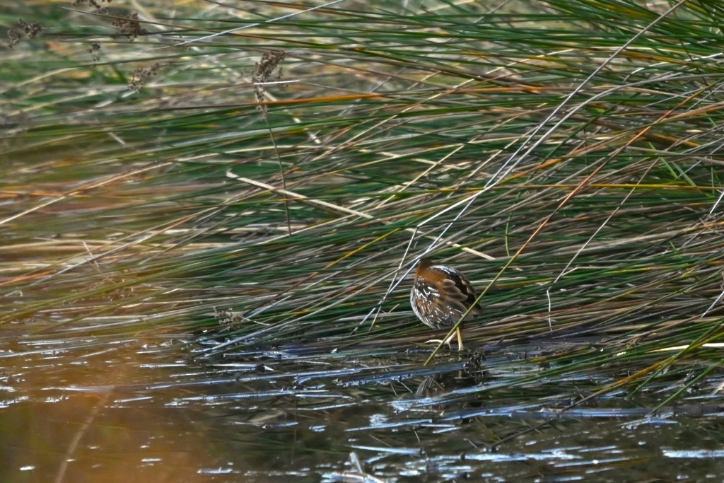 Baillon's Crake - ML613274308