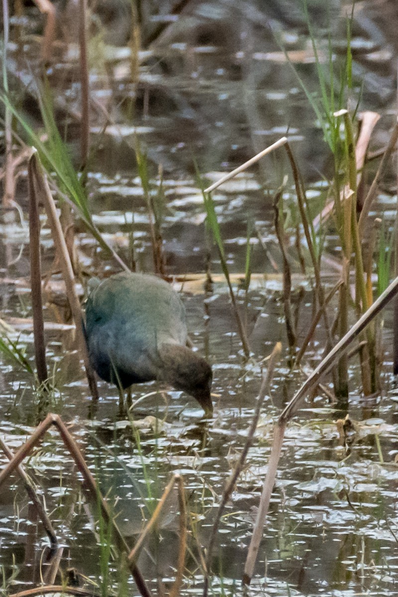 Purple Gallinule - ML613274356