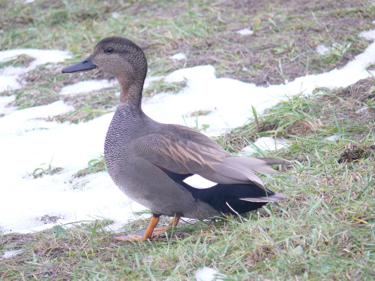 Gadwall - ML613274371