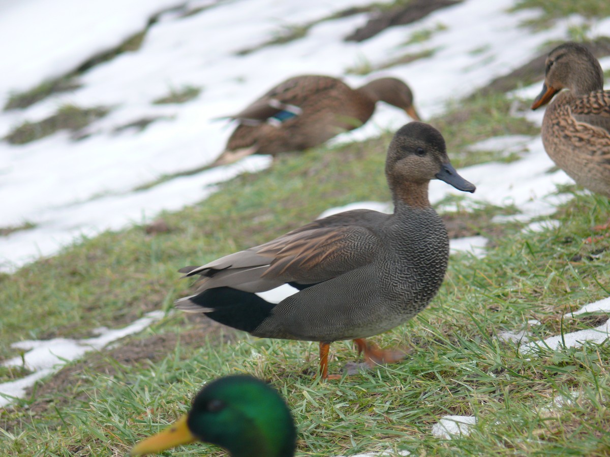 Gadwall - Sławomir Karpicki