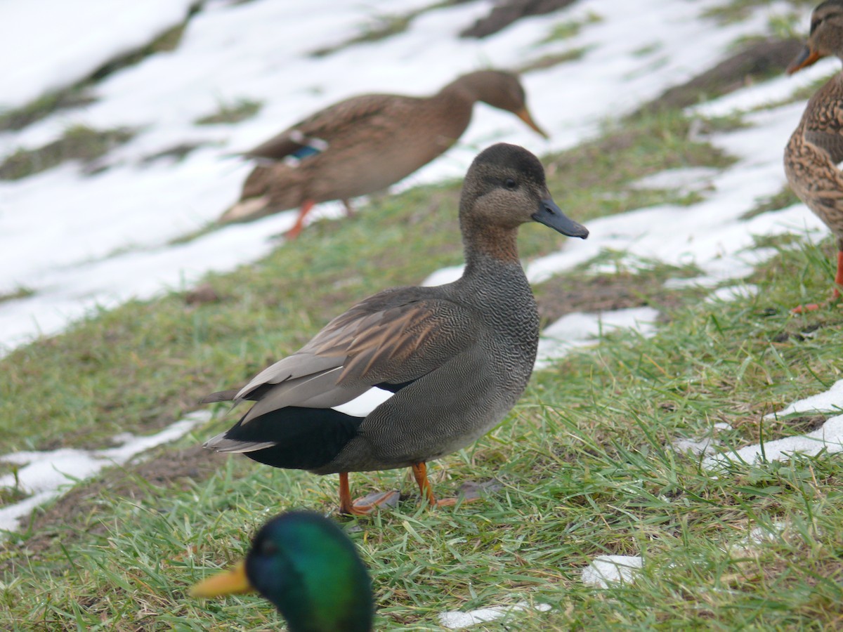 Gadwall - Sławomir Karpicki