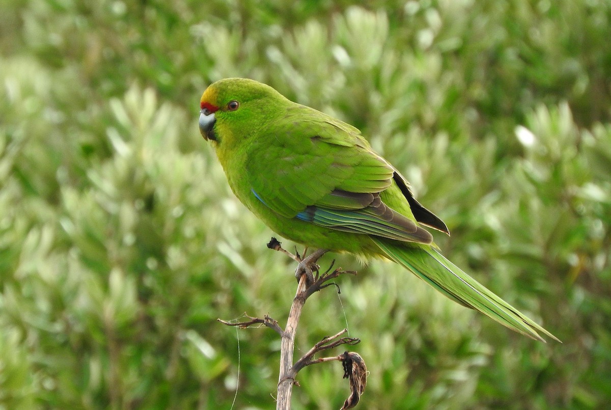 Chatham Islands Parakeet - ML613274392