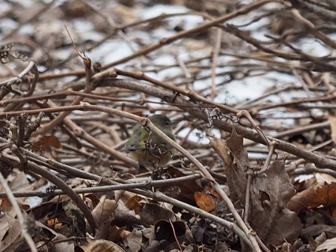 Orange-crowned Warbler - ML613274398