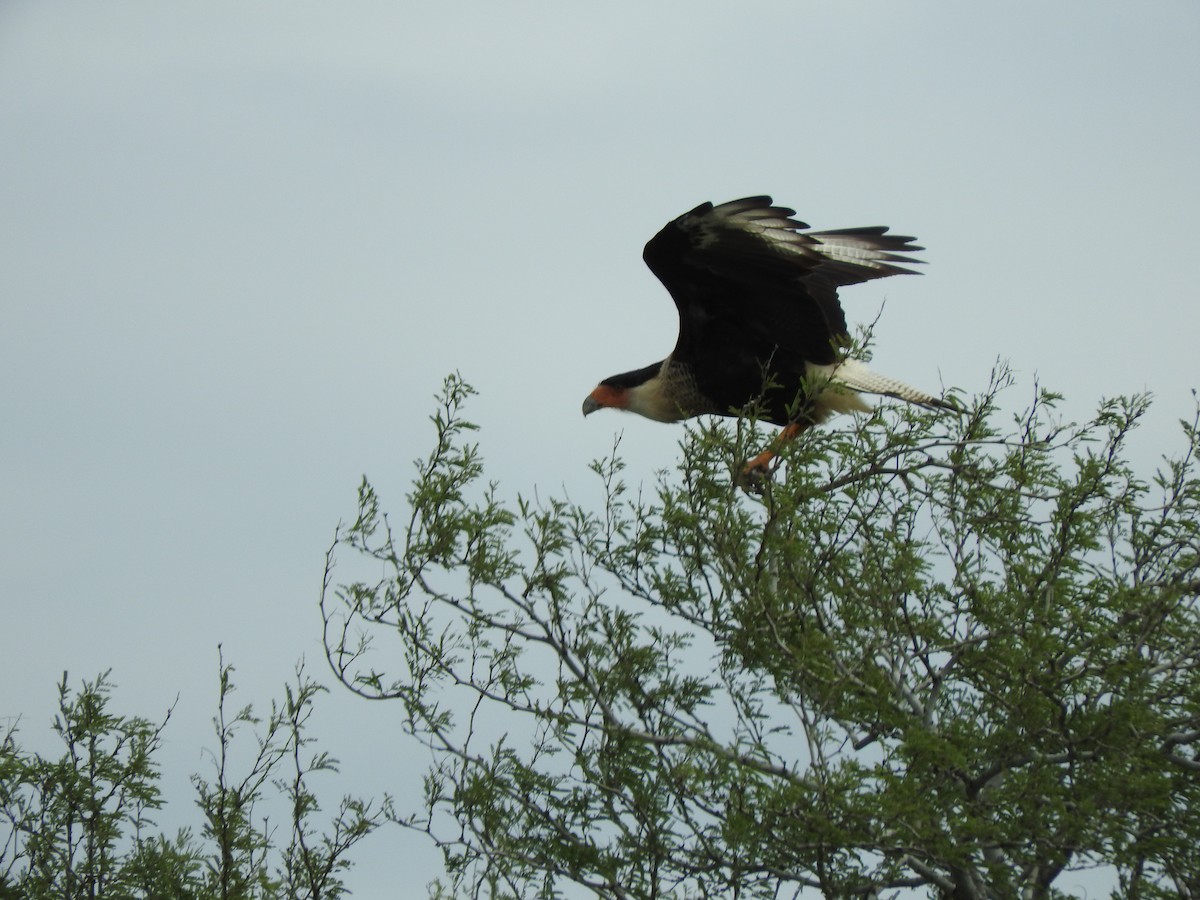 Caracara huppé - ML613274407