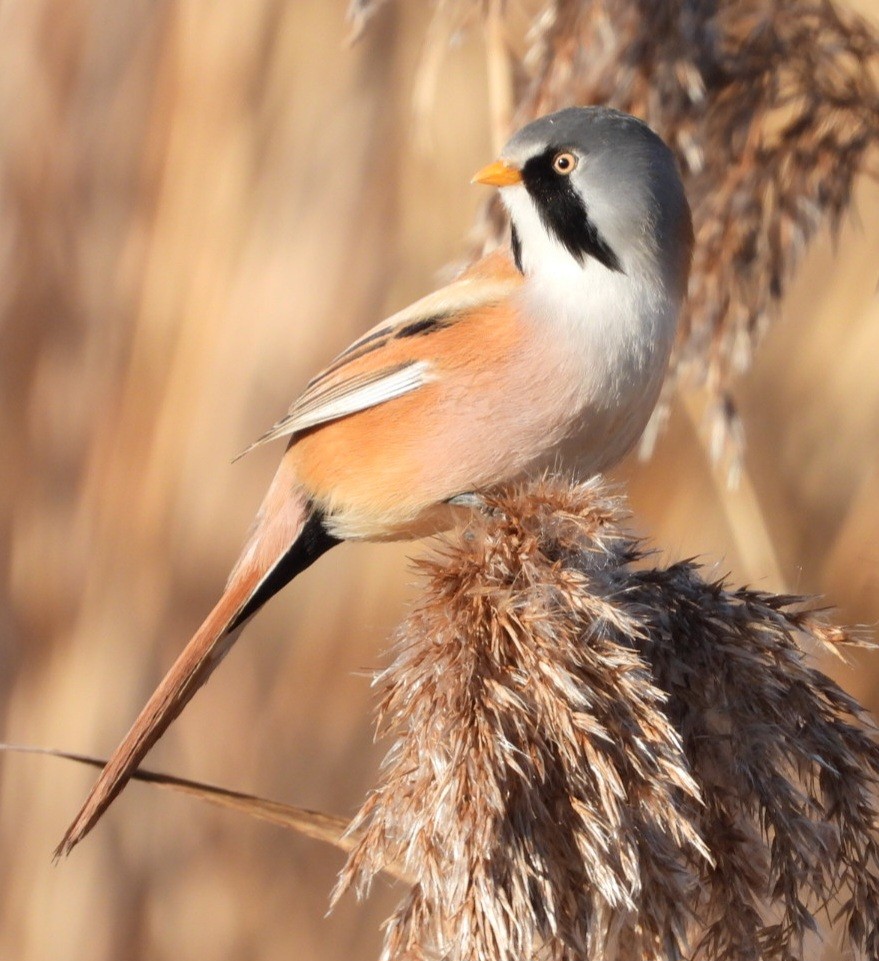 Bearded Reedling - ML613274412