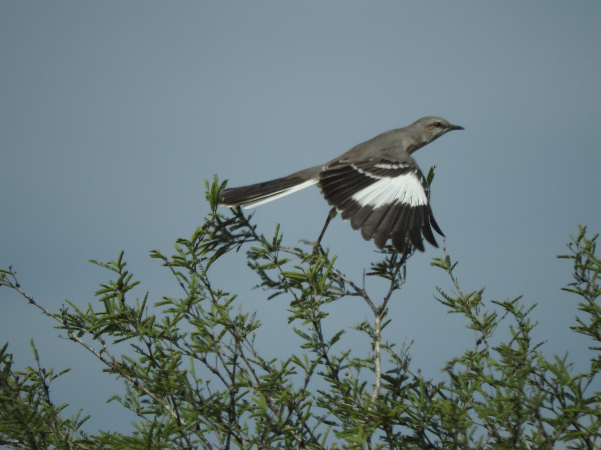 Northern Mockingbird - ML613274413