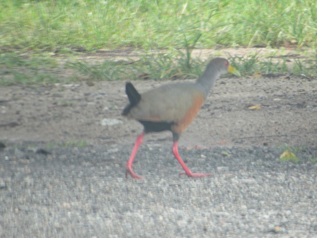 Gray-cowled Wood-Rail - ML613274420