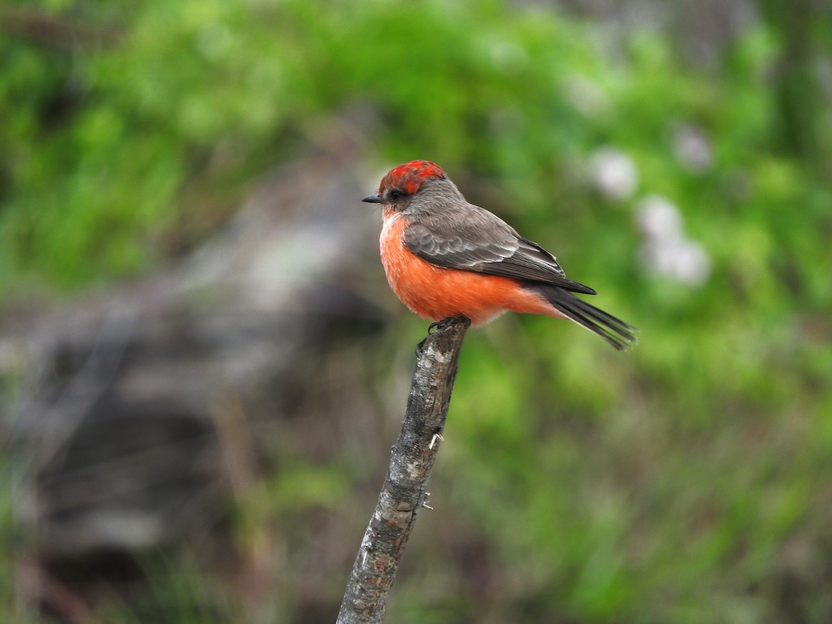 Vermilion Flycatcher - ML613274441