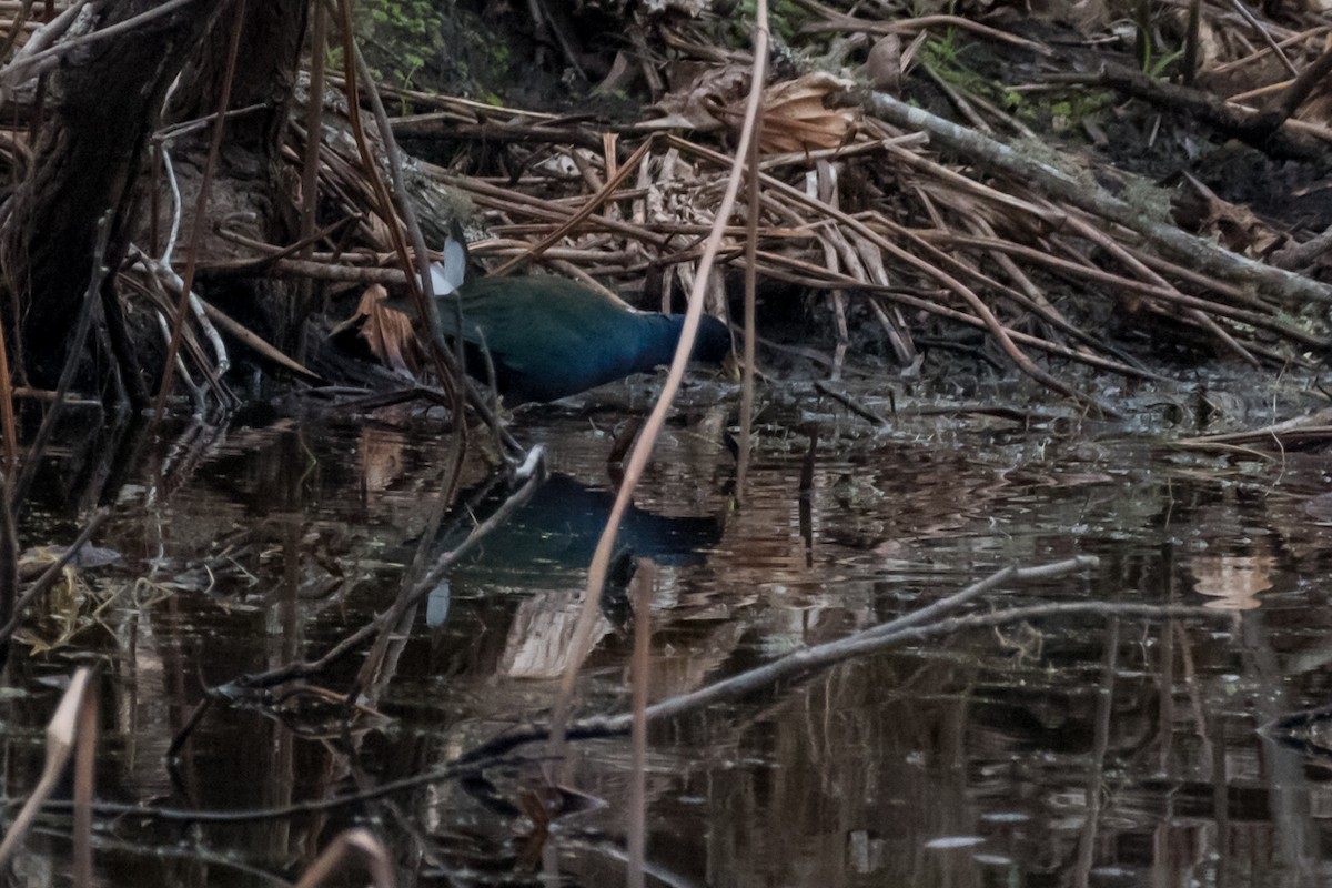 Purple Gallinule - ML613274449