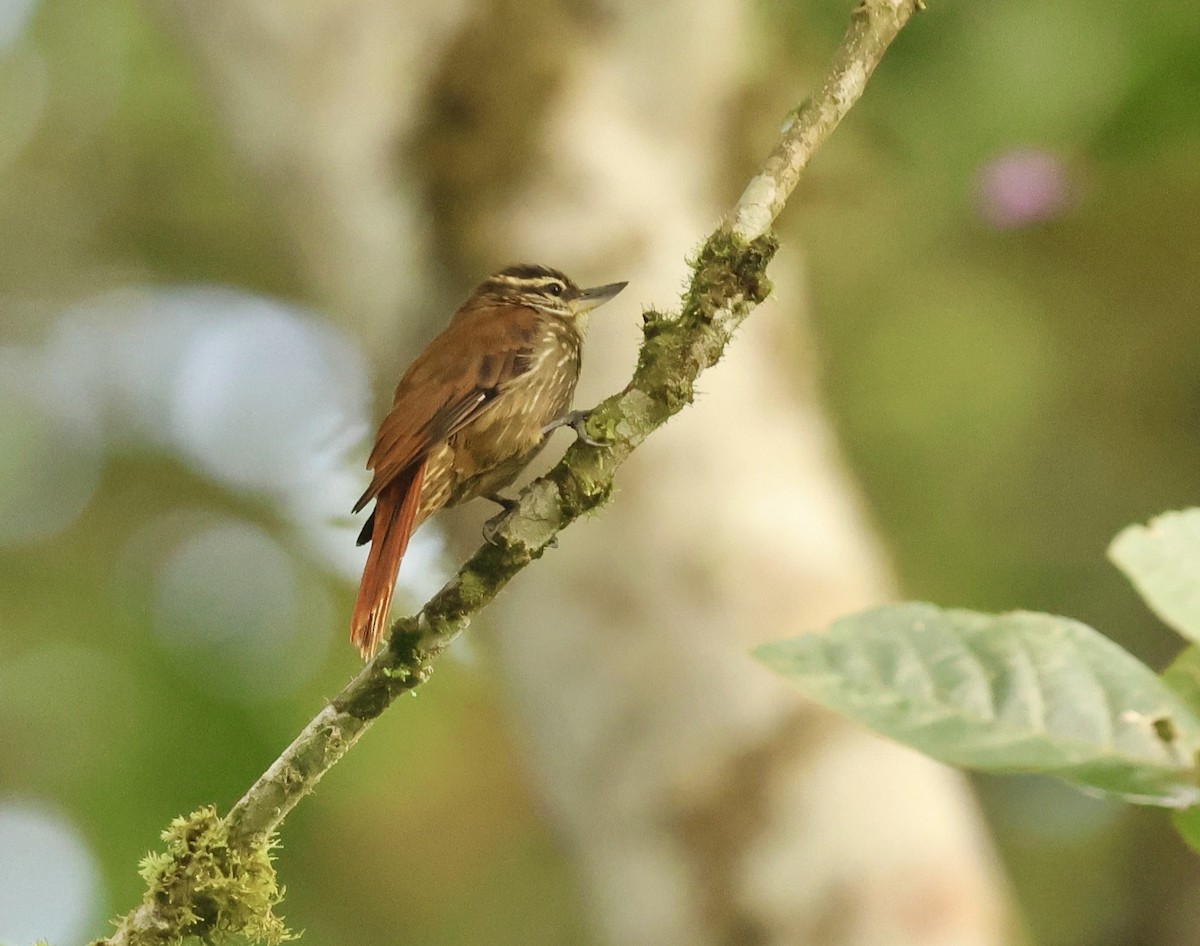 Streaked Xenops - ML613274473