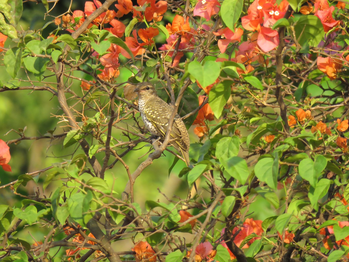 Red-shouldered Cuckooshrike - ML613274502