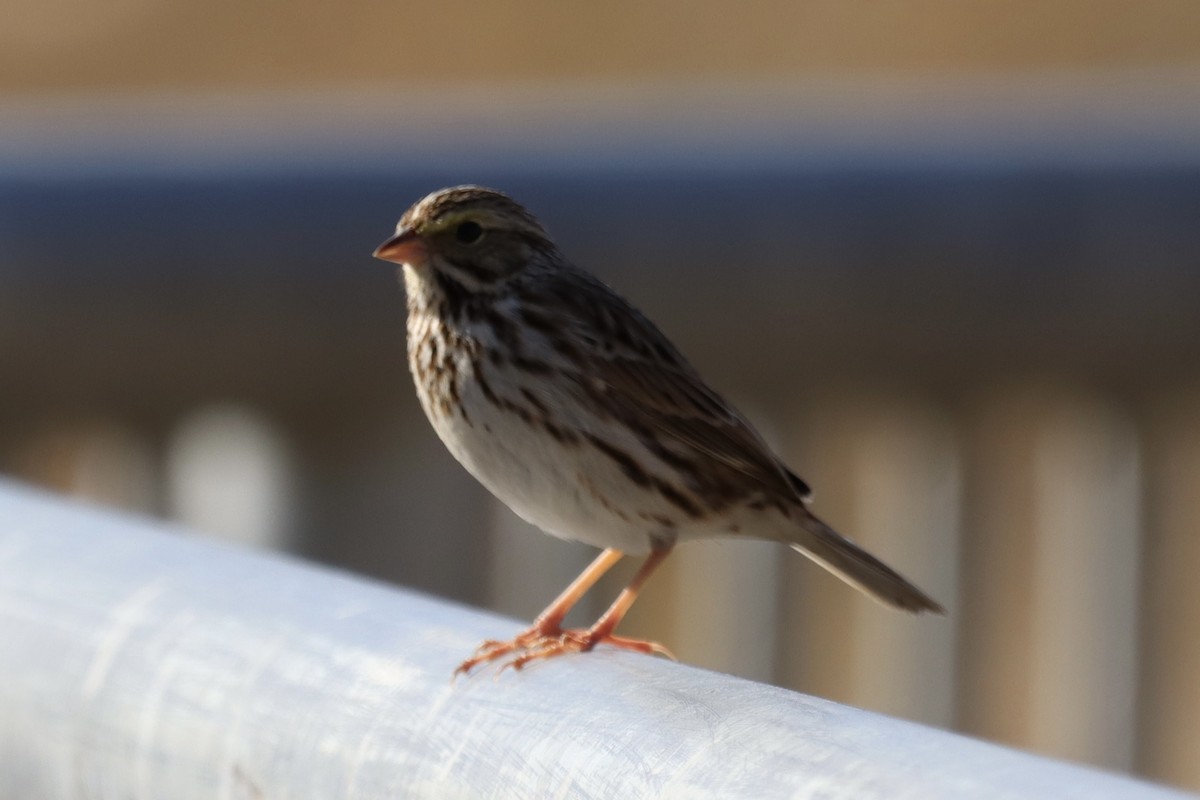 Savannah Sparrow - ML613274562