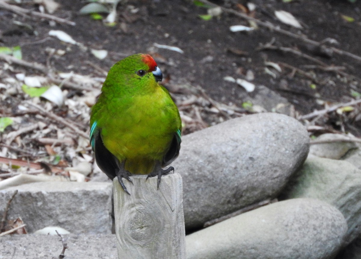 Red-crowned x Chatham Islands Parakeet (hybrid) - Matt Slaymaker