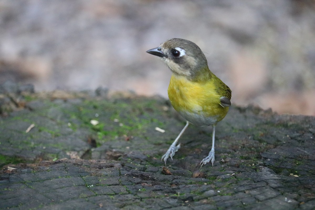 Common Chlorospingus (Argentina) - ML613274574