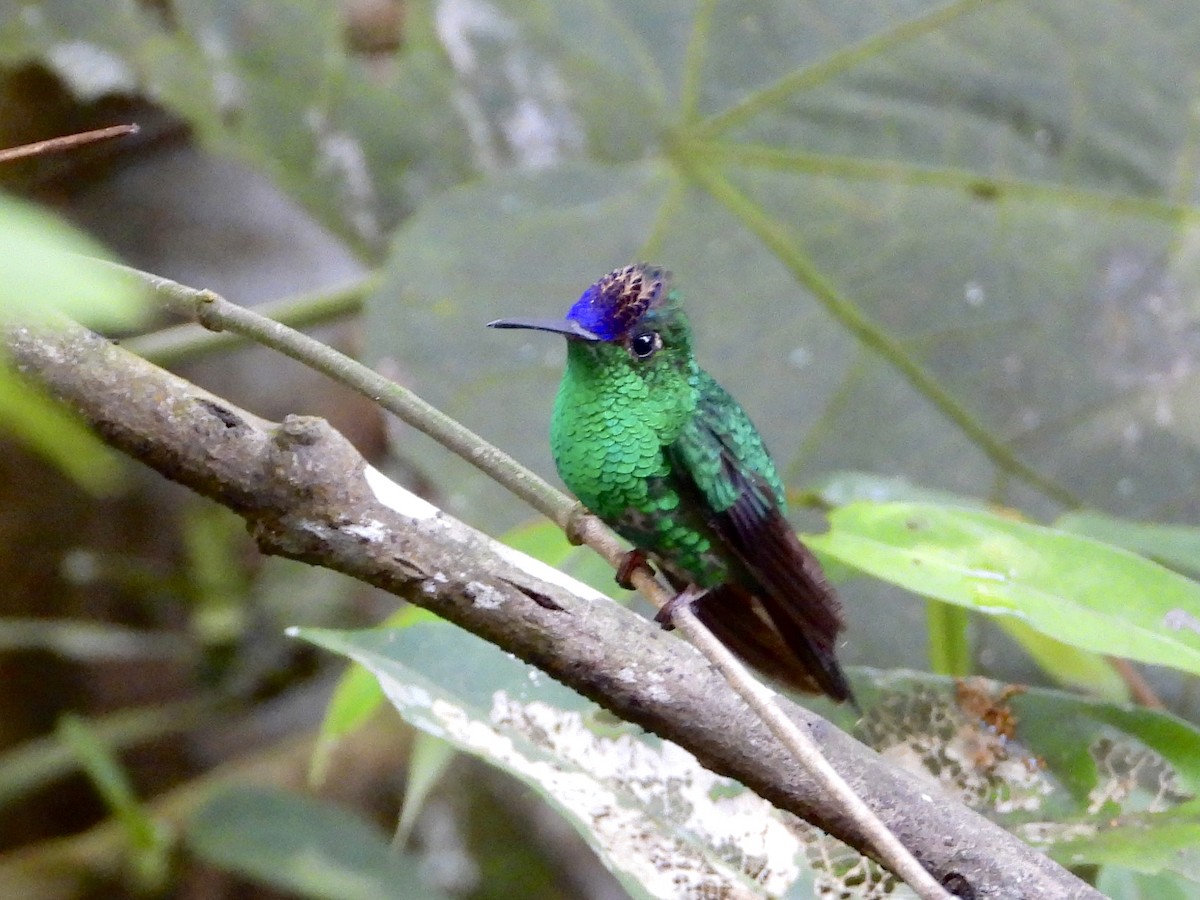 Violet-capped Hummingbird - ML613274582