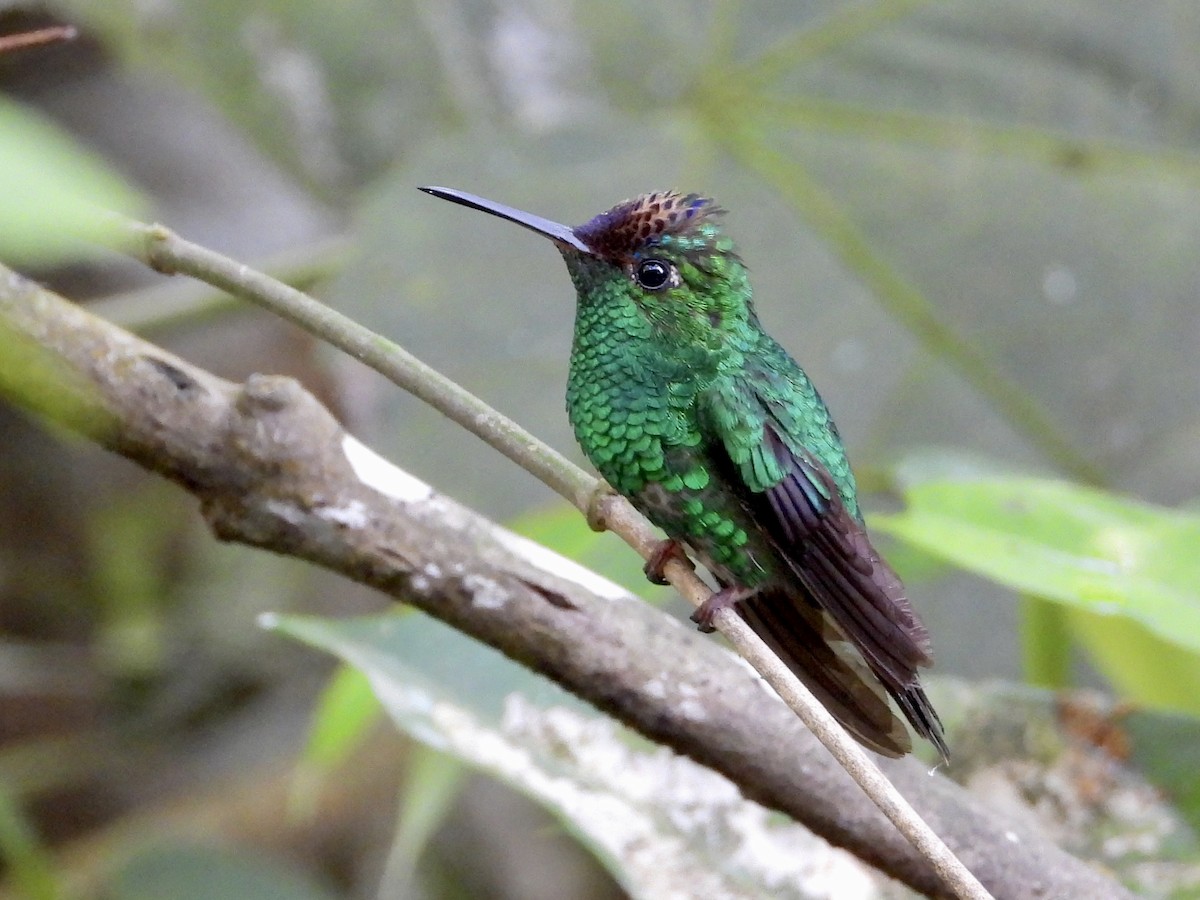 Violet-capped Hummingbird - ML613274583