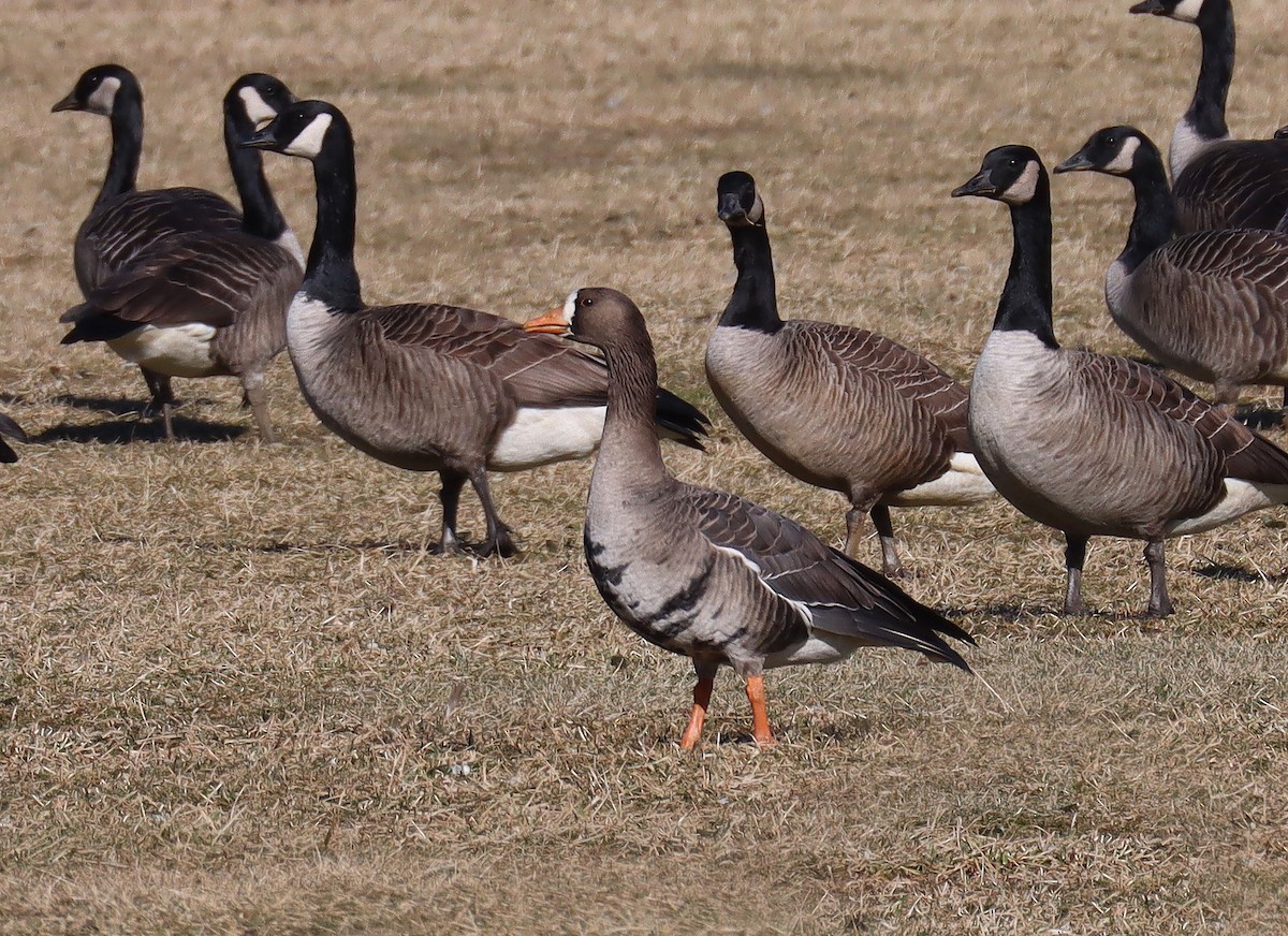 Greater White-fronted Goose - ML613274672