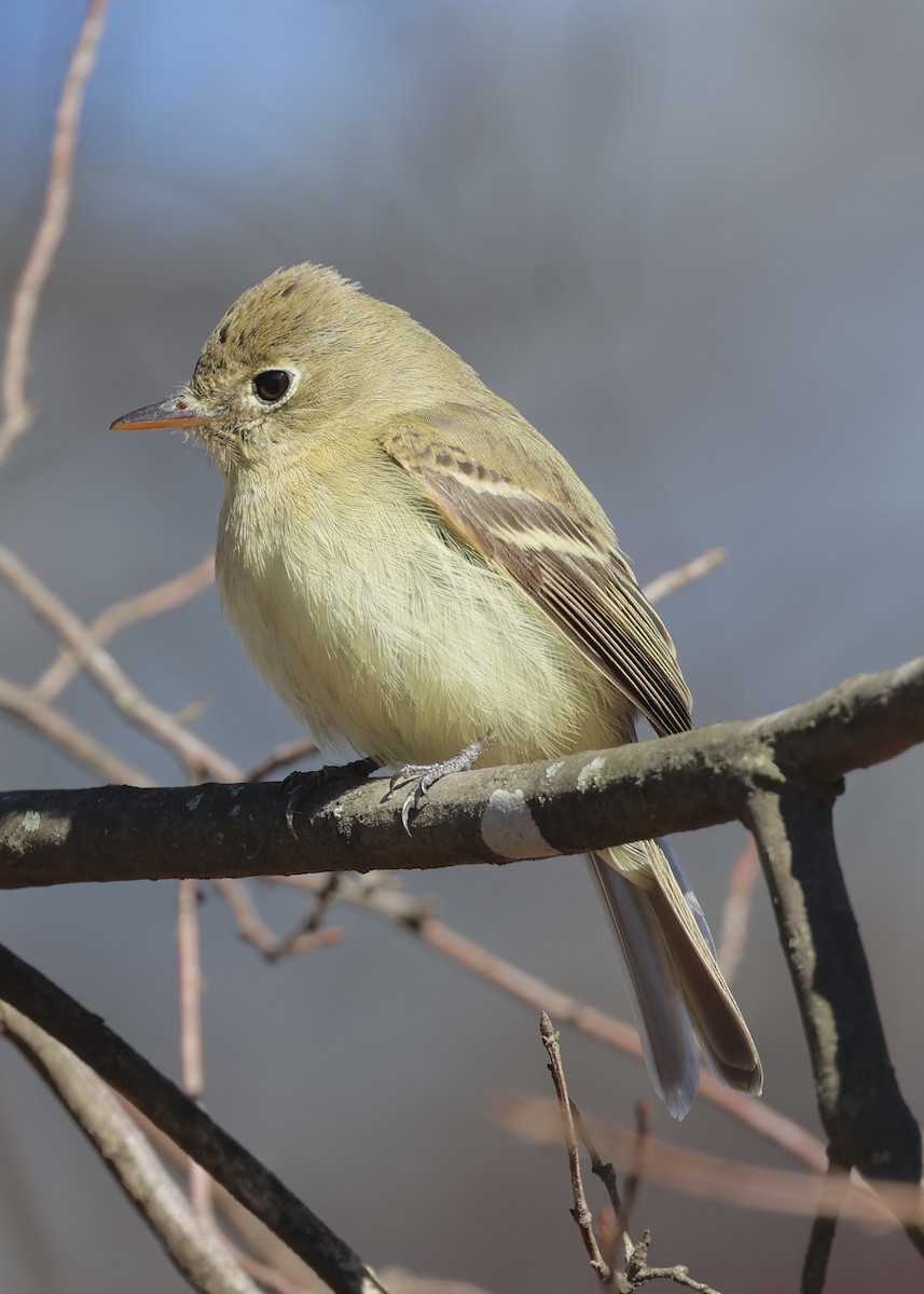 Western Flycatcher - Judy Grant