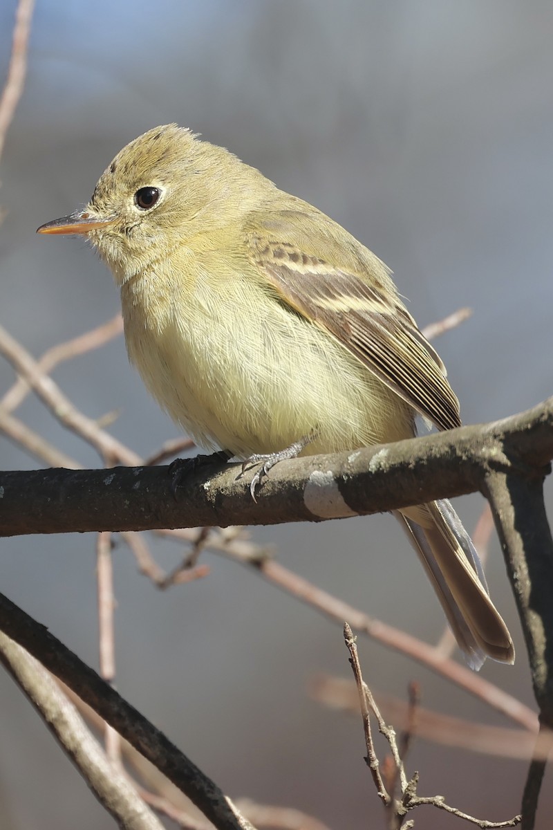 Western Flycatcher - Judy Grant