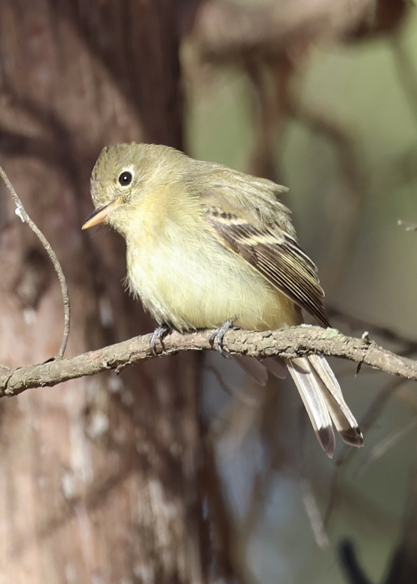 Western Flycatcher - Judy Grant