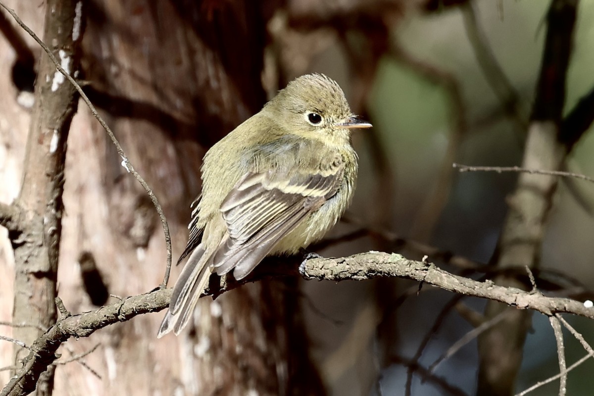 Western Flycatcher - Judy Grant