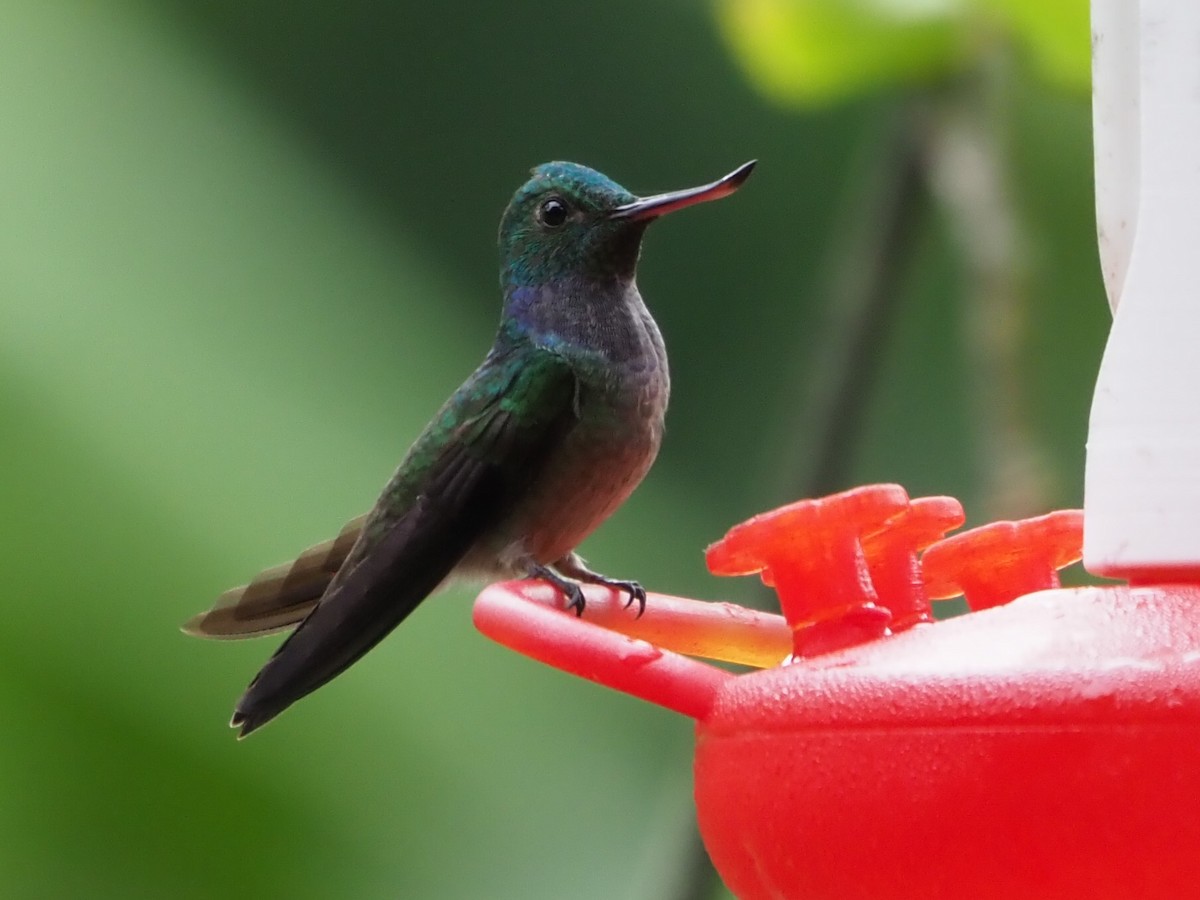 Blue-chested Hummingbird - ML613274736