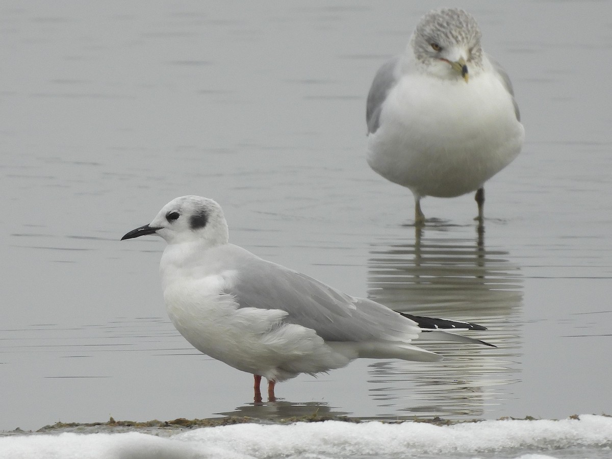 Bonaparte's Gull - ML613274744