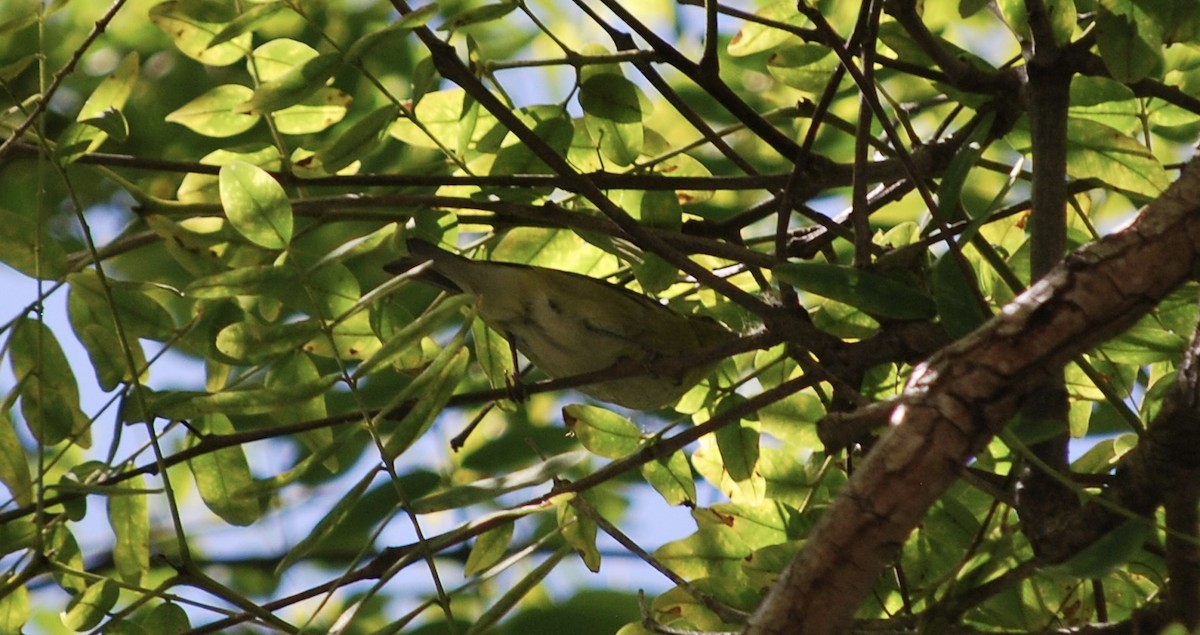 Tennessee Warbler - ML613274745