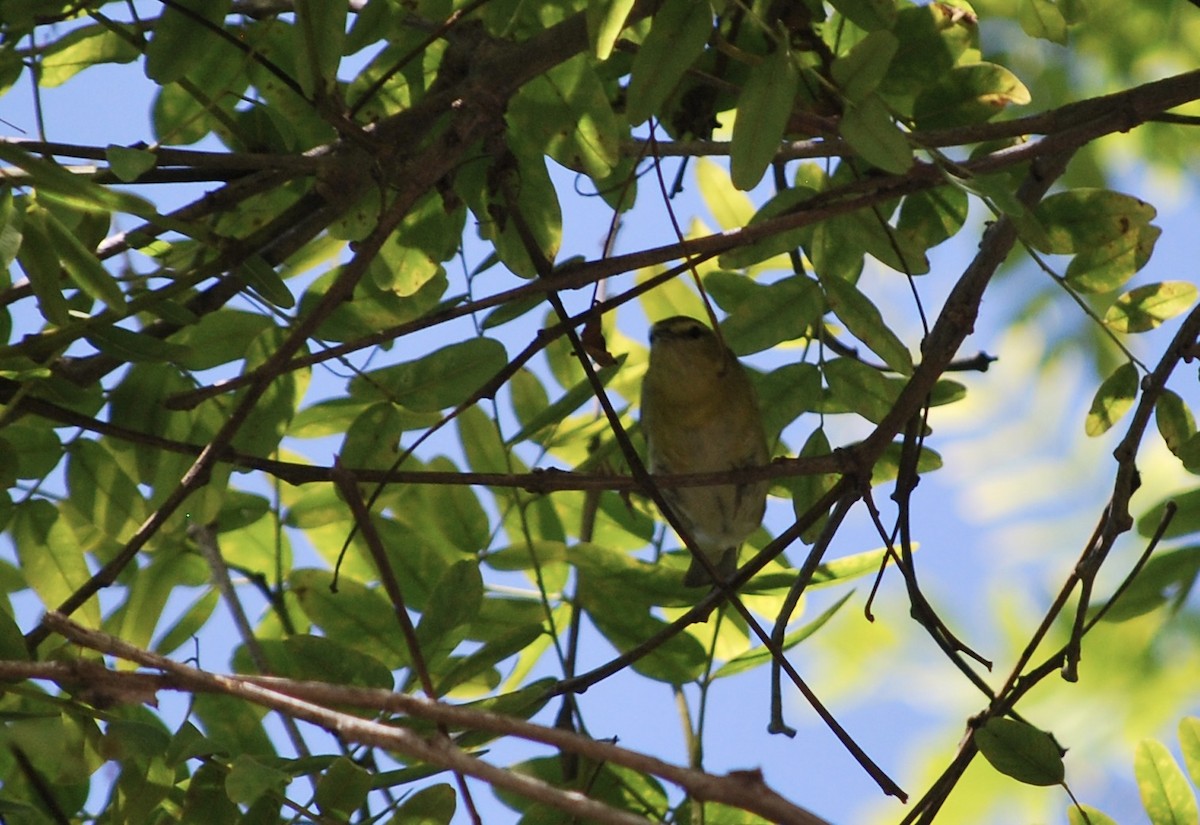 Tennessee Warbler - ML613274758