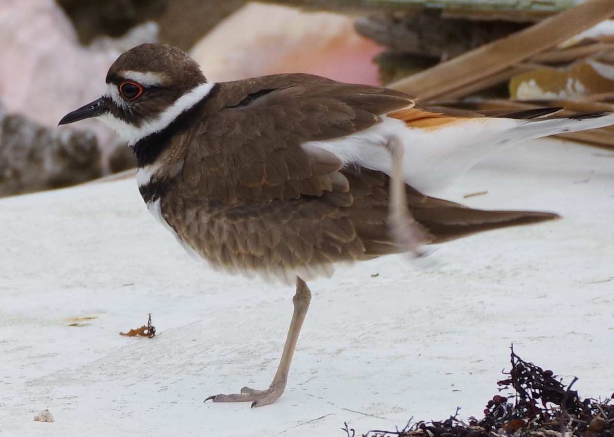 Killdeer - ML613274761