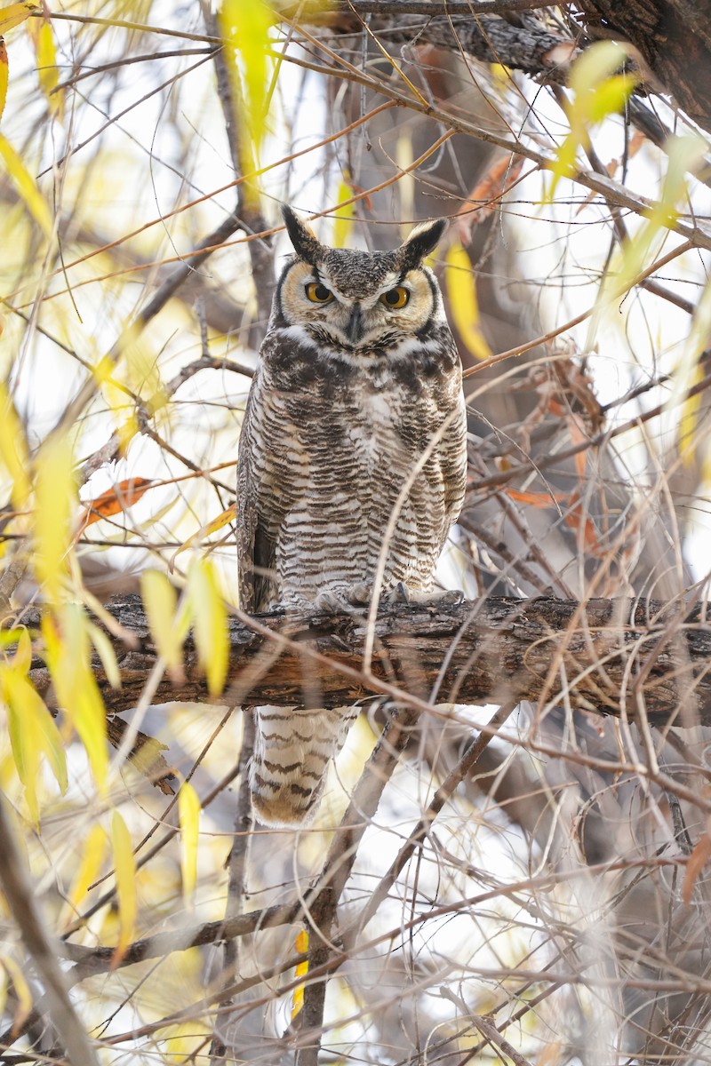 Great Horned Owl - Wenxin Hu