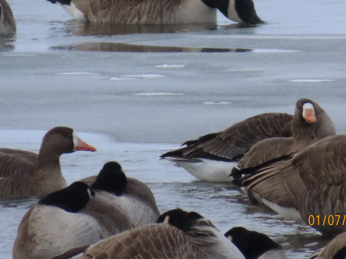 Greater White-fronted Goose - Ricky Olson
