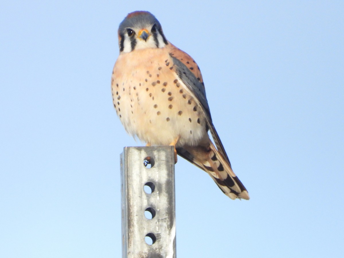 American Kestrel - ML613274998