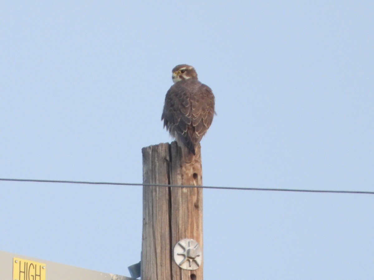 Prairie Falcon - ML613275019