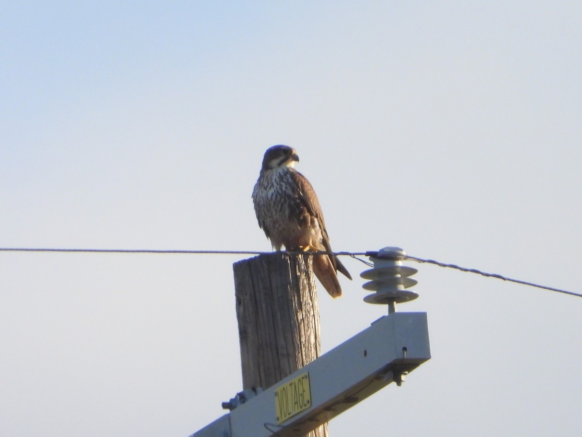 Prairie Falcon - ML613275022