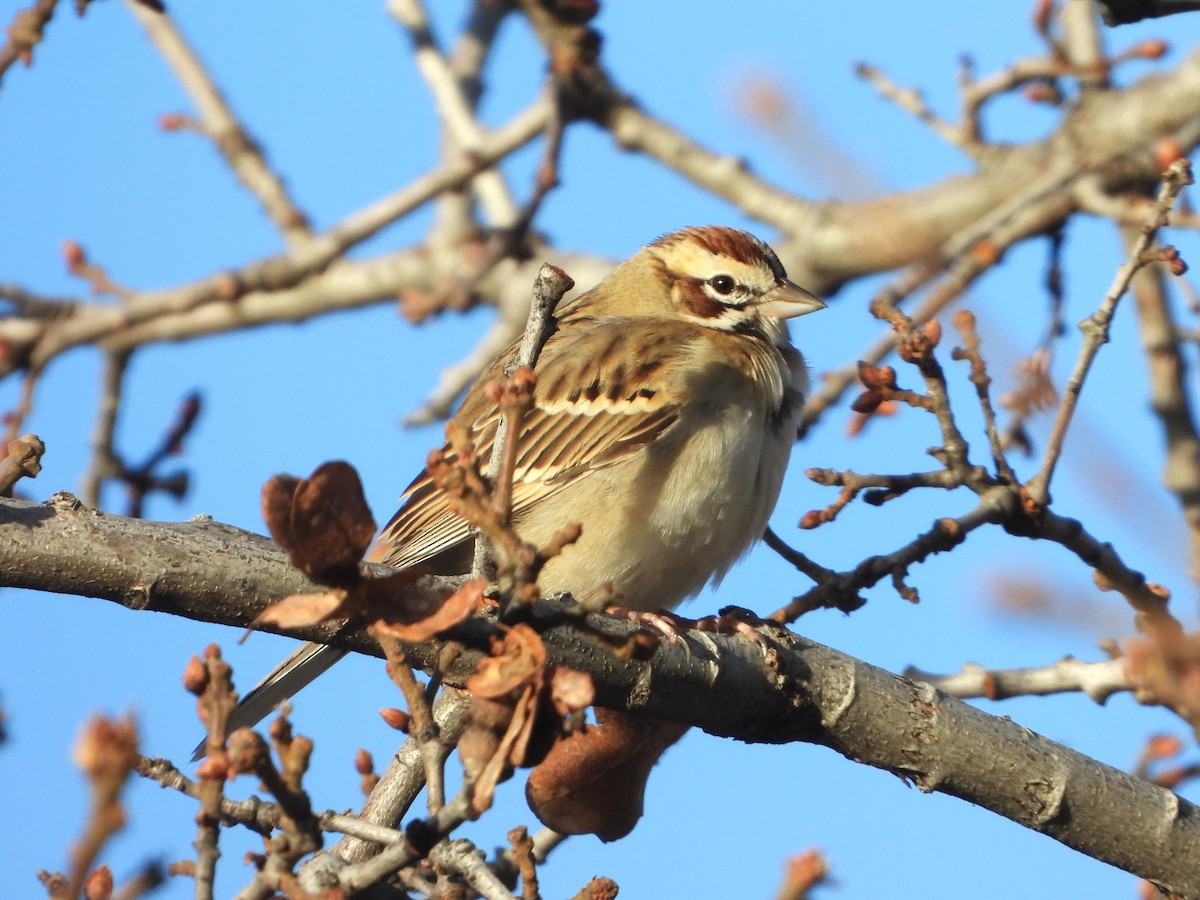 Lark Sparrow - ML613275067